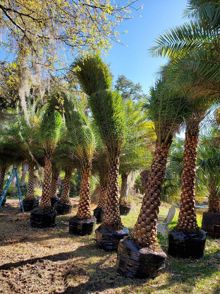 Premium Field Grown Palm Trees - Smart Choice Sylvester Palm elegant s