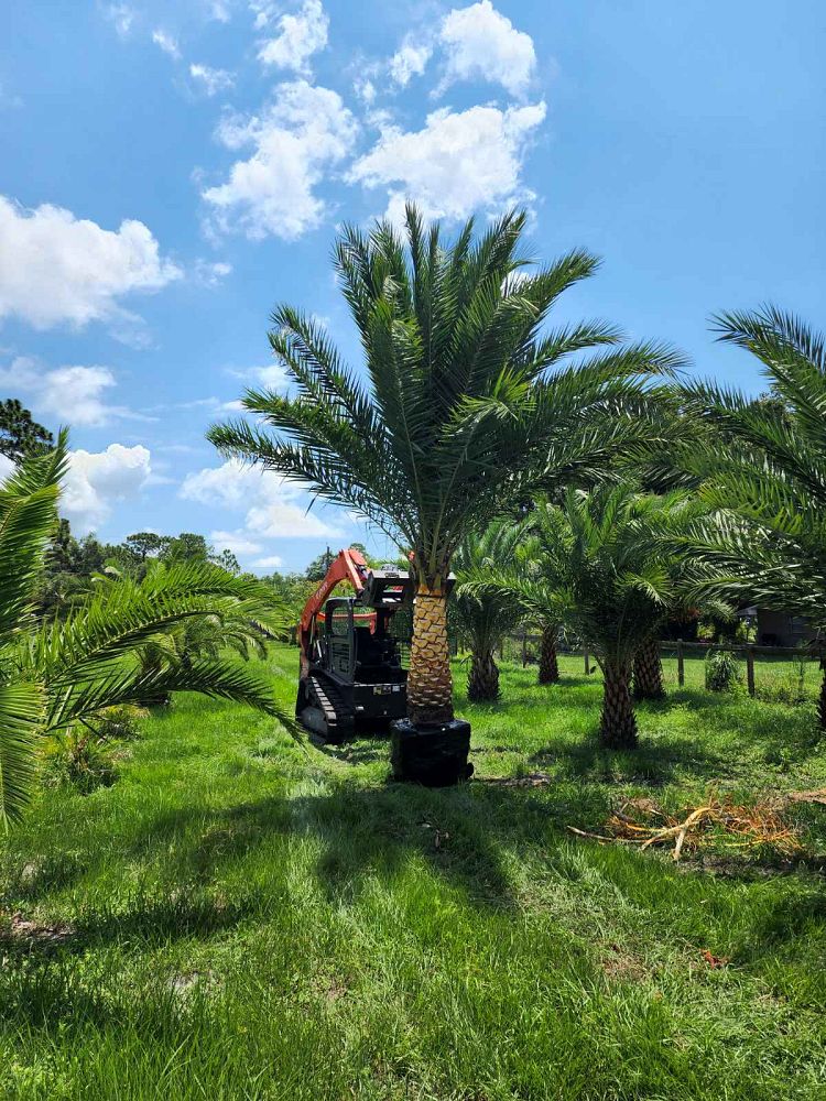 Premium Field Grown Palm Trees - Smart Choice Sylvester Palm elegant s