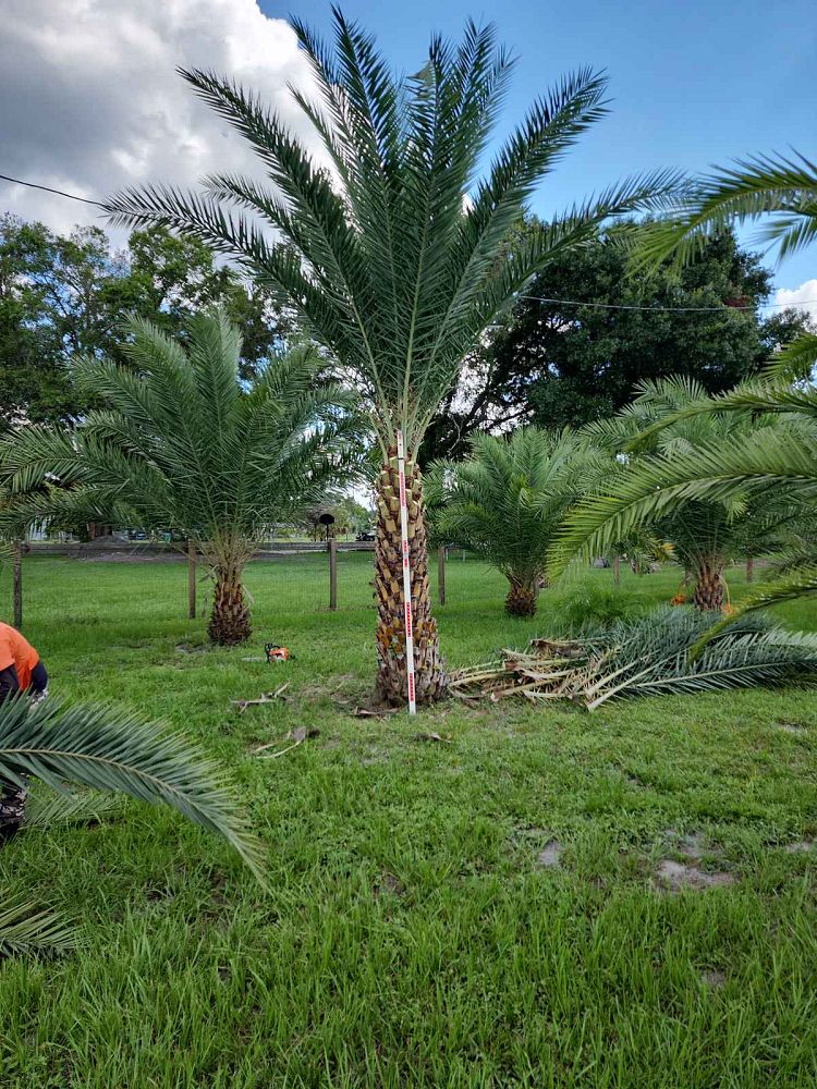 Premium Field Grown Palm Trees - Smart Choice Sylvester Palm elegant s