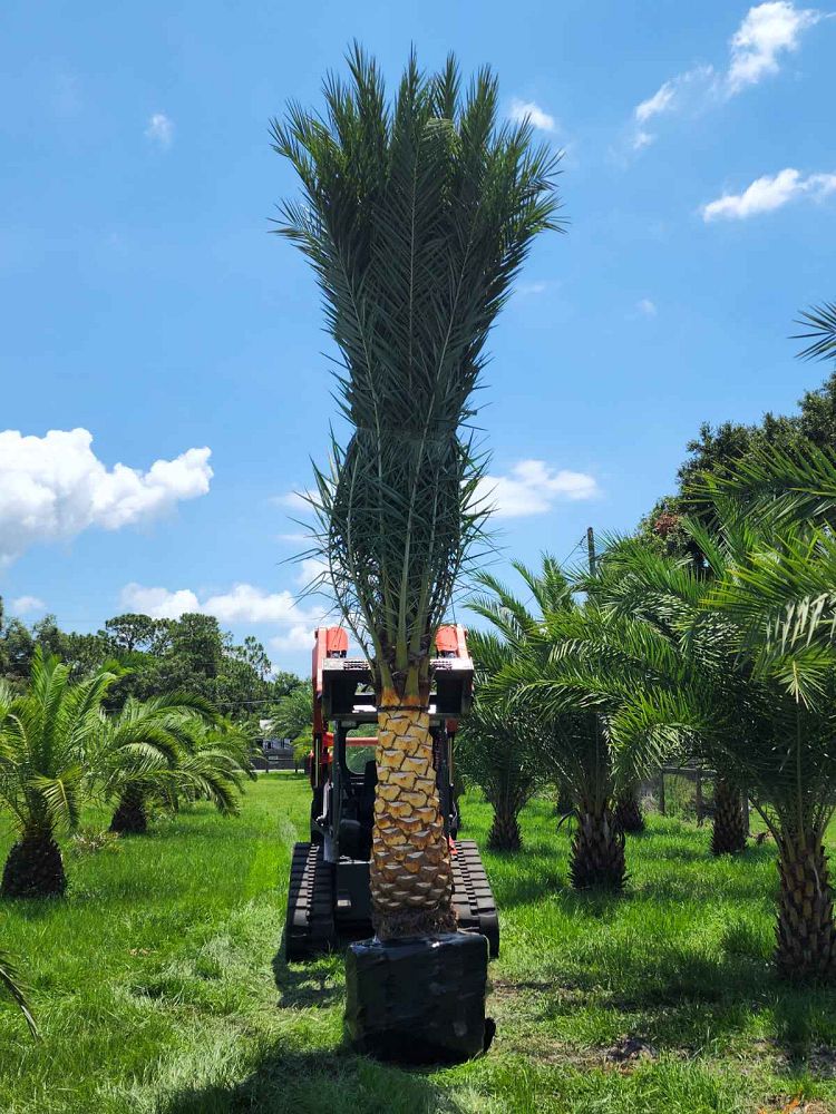 Premium Field Grown Palm Trees - Smart Choice Sylvester Palm elegant s