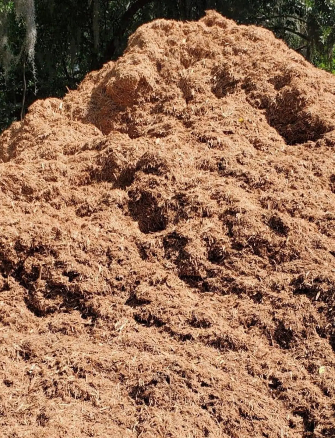 Cypress Mulch: What It Is, How It Performs, and When It Makes Sense
