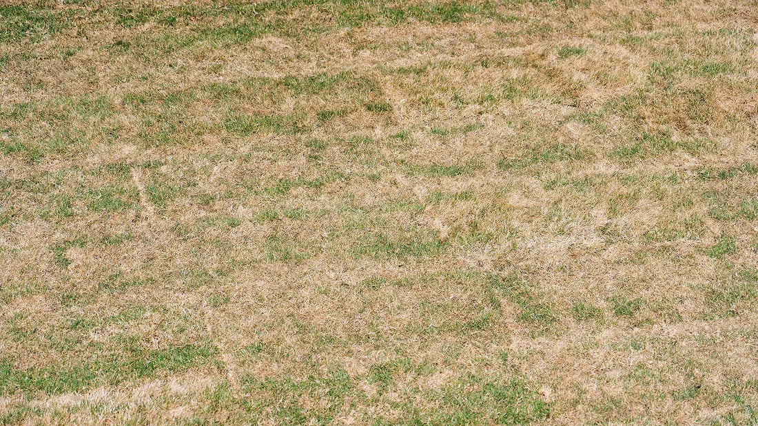 Will St. Augustine Grass Come Back After a Freeze in Florida?