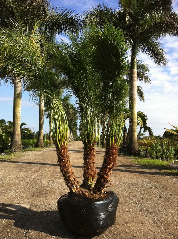 Premium Field Grown Palm Trees - Smart Choice Roebelini (Pygmy Date) Palm