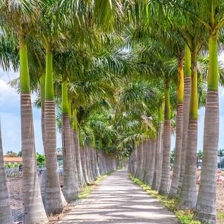 Premium Field Grown Palm Trees - Smart Choice Cuban or Florida Royal Palm