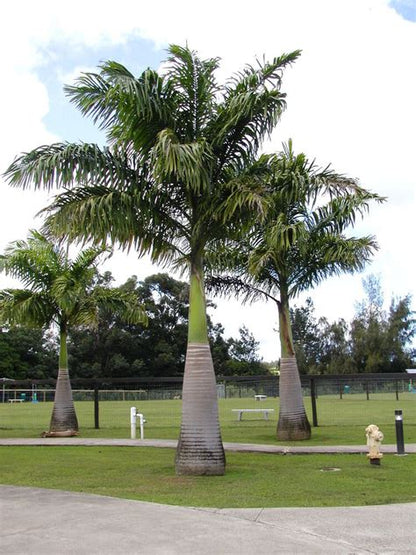 planting royal palm trees Premium Royal Palm Trees – Field Grown (Cuban or Florida) (Landscaping, Residential & Commercial)