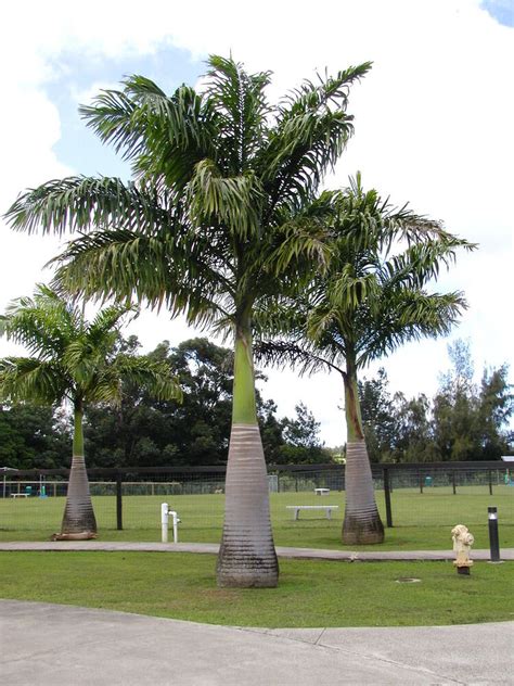 Premium Field Grown Palm Trees - Smart Choice Cuban or Florida Royal Palm