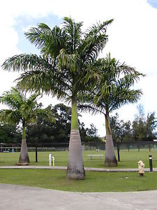 Premium Field Grown Palm Trees - Smart Choice Cuban or Florida Royal Palm