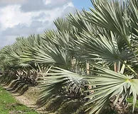 Premium Field Grown Palm Trees - Smart Choice Bismark Palm