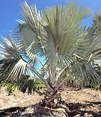 Premium Field Grown Palm Trees - Smart Choice Bismark Palm