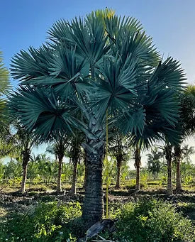 Premium Field Grown Palm Trees - Smart Choice Bismark Palm