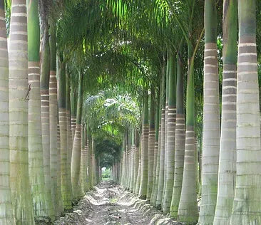 Premium Field Grown Palm Trees - Smart Choice Cuban or Florida Royal Palm