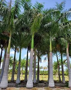 Premium Field Grown Palm Trees - Smart Choice Cuban or Florida Royal Palm