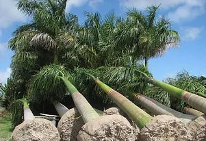 Premium Field Grown Palm Trees - Smart Choice Cuban or Florida Royal Palm