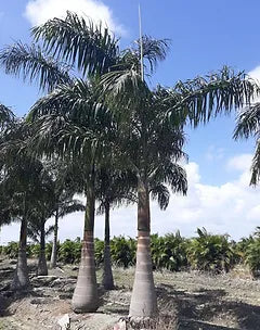 Premium Field Grown Palm Trees - Smart Choice Cuban or Florida Royal Palm