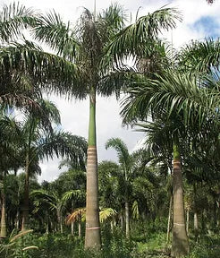 Premium Field Grown Palm Trees - Smart Choice Cuban or Florida Royal Palm