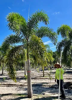 foxtail palm planting distance Premium Field Grown Palm Trees