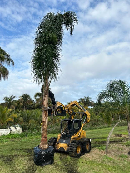 Premium Field Grown Palm Trees - Smart Choice Queen Palms