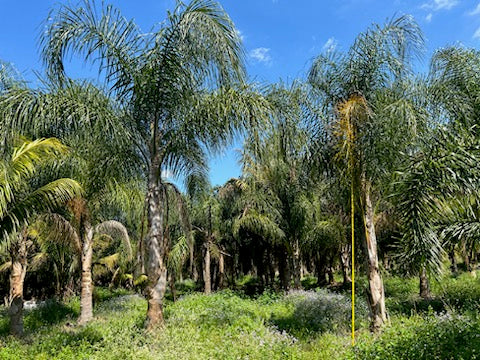 Premium Field Grown Palm Trees - Smart Choice Queen Palms