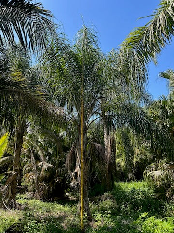 Premium Field Grown Palm Trees - Smart Choice Queen Palms