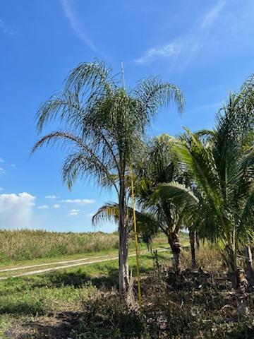 Premium Field Grown Palm Trees - Smart Choice Queen Palms