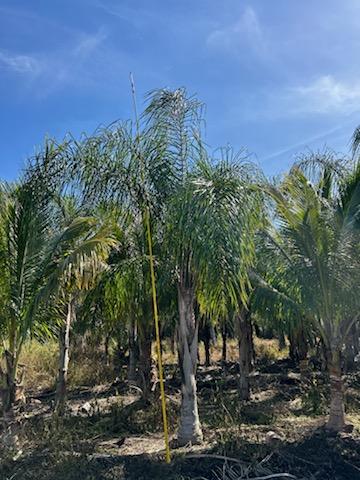 Premium Field Grown Palm Trees - Smart Choice Queen Palms