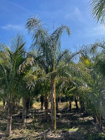 Premium Field Grown Palm Trees - Smart Choice Queen Palms