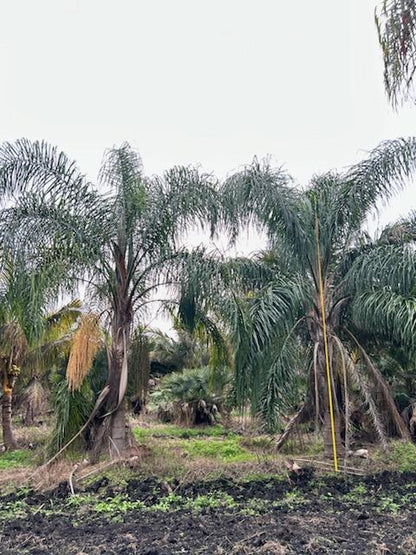 Premium Field Grown Palm Trees - Smart Choice Queen Palms