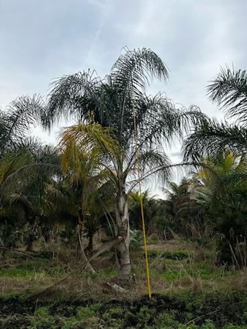 Premium Field Grown Palm Trees - Smart Choice Queen Palms