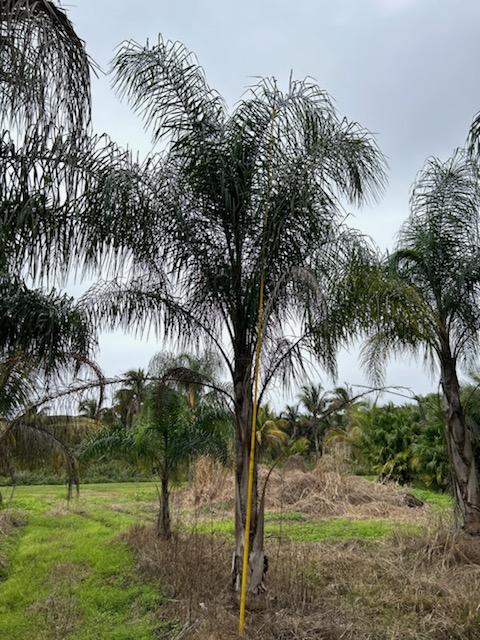 Premium Field Grown Palm Trees - Smart Choice Queen Palms