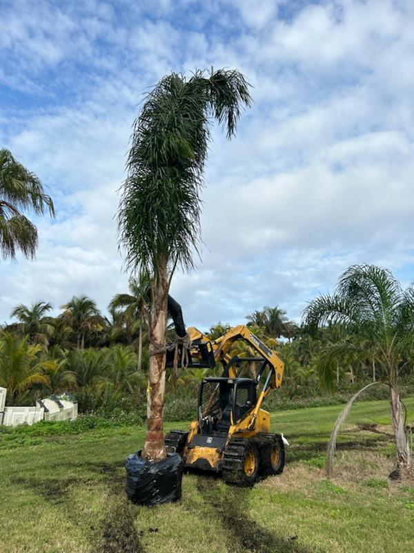 Premium Field Grown Palm Trees - Smart Choice Queen Palms