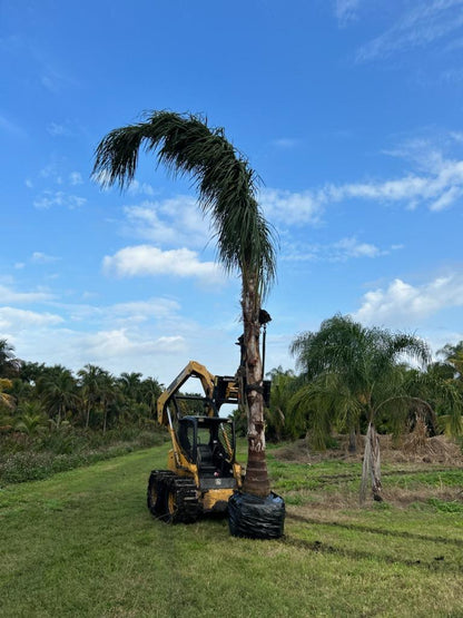 Premium Field Grown Palm Trees - Smart Choice Queen Palms