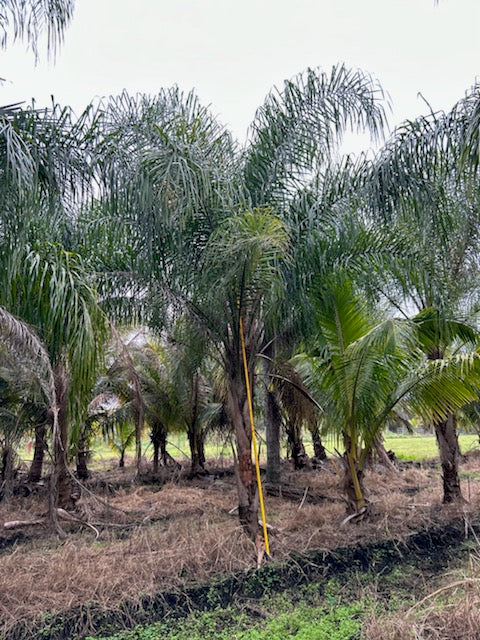 Premium Field Grown Palm Trees - Smart Choice Queen Palms