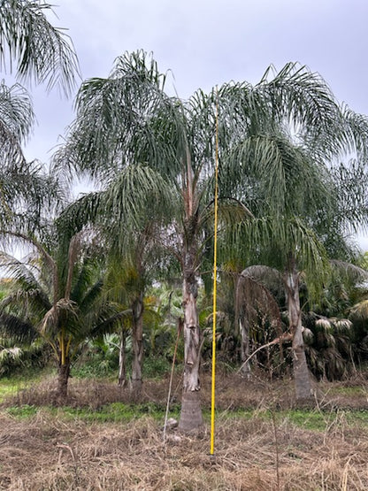 Premium Field Grown Palm Trees - Smart Choice Queen Palms