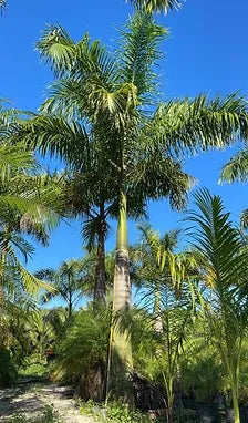 Premium Field Grown Palm Trees - Smart Choice Cuban or Florida Royal Palm