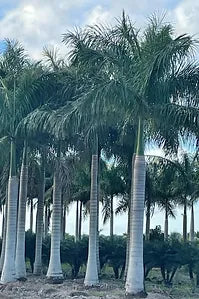 Premium Field Grown Palm Trees - Smart Choice Cuban or Florida Royal Palm