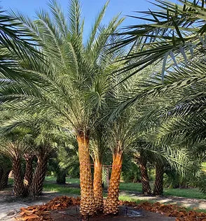 Premium Field Grown Palm Trees - Smart Choice Sylvester Palm