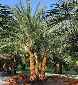 Premium Field Grown Palm Trees - Smart Choice Sylvester Palm elegant s