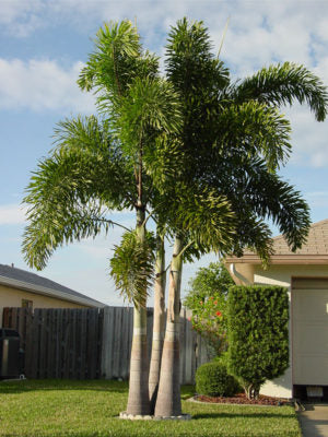 Premium Field Grown Palm Trees - Smart Choice Foxtails Wodyetia bifurc