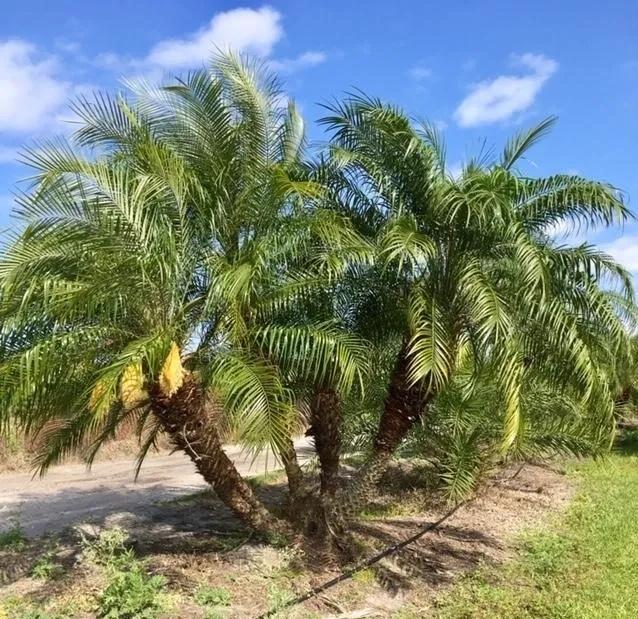 Premium Field Grown Palm Trees - Smart Choice Roebelini (Pygmy Date) Palm