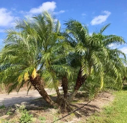 Premium Field Grown Palm Trees - Smart Choice Roebelini (Pygmy Date) Palm