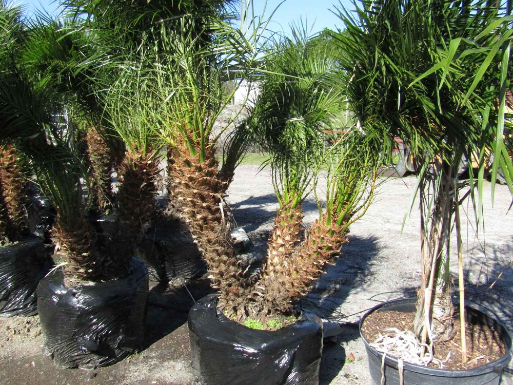 Premium Field Grown Palm Trees - Smart Choice Roebelini (Pygmy Date) Palm