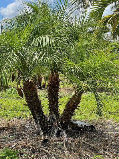 Premium Field Grown Palm Trees - Smart Choice Roebelini (Pygmy Date) Palm