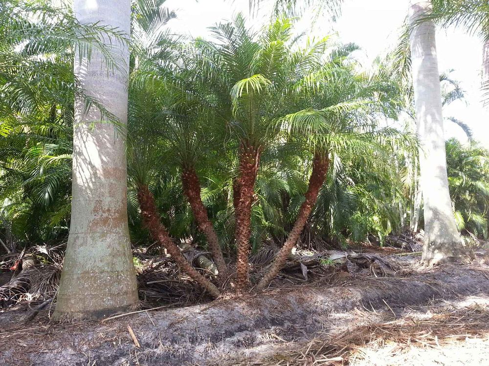 Premium Field Grown Palm Trees - Smart Choice Roebelini (Pygmy Date) Palm