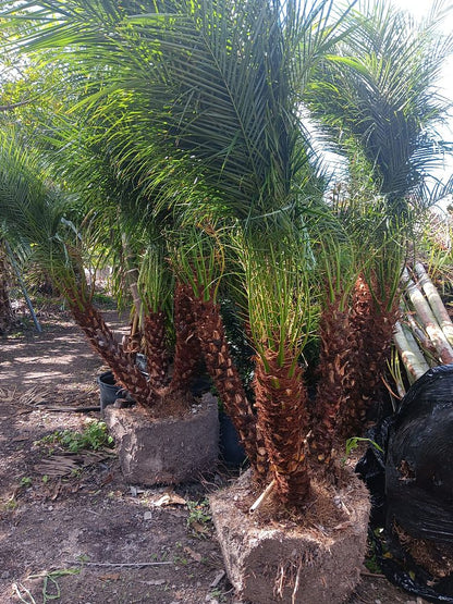 Premium Field Grown Palm Trees - Smart Choice Roebelini (Pygmy Date) Palm