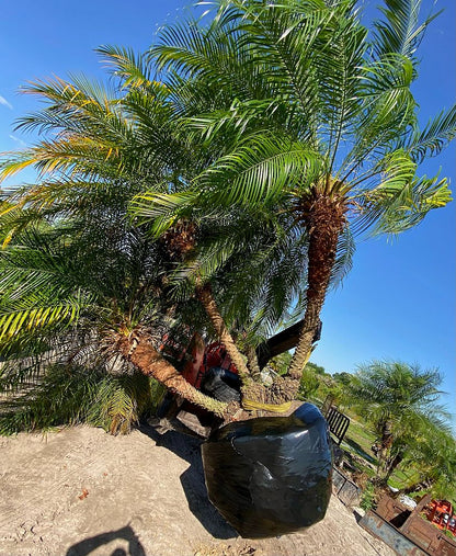 Premium Field Grown Palm Trees - Smart Choice Roebelini (Pygmy Date) Palm