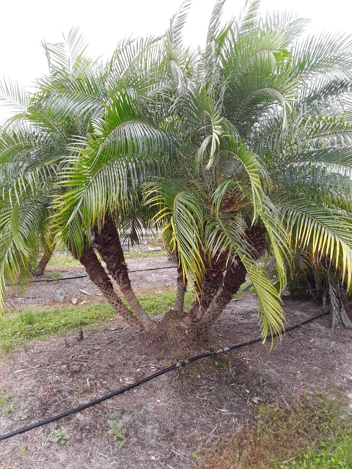 Premium Field Grown Palm Trees - Smart Choice Roebelini (Pygmy Date) Palm