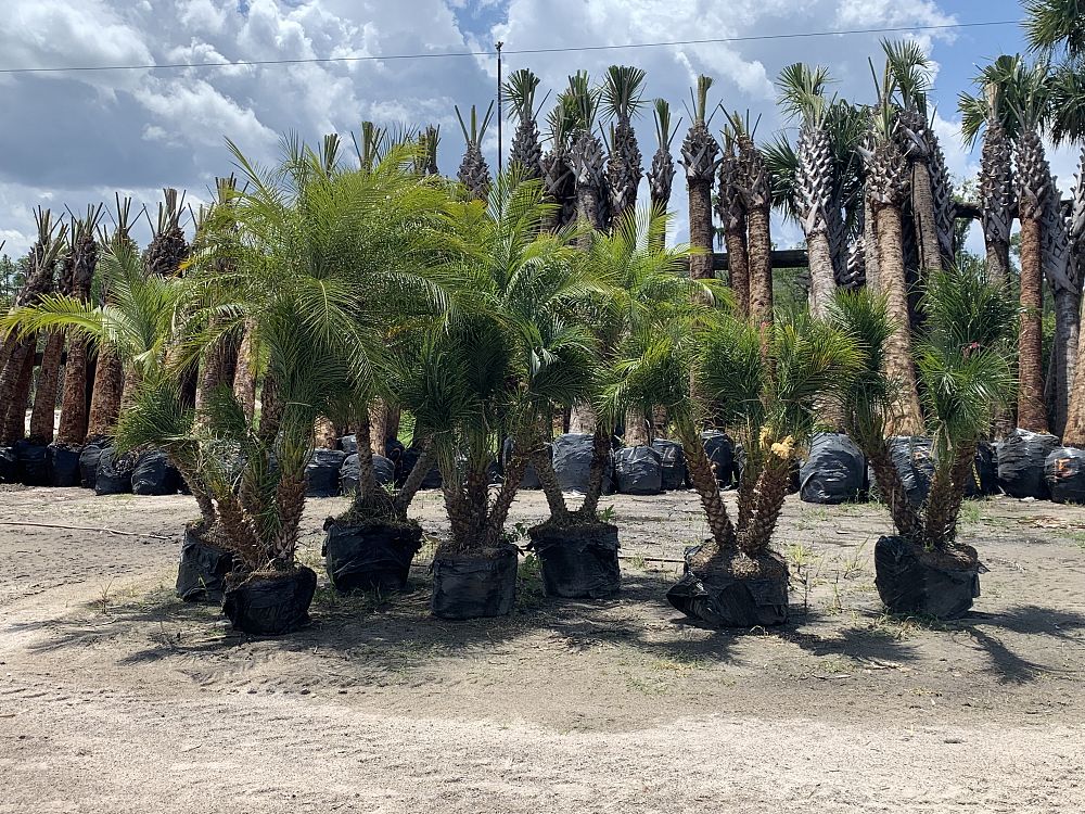 Premium Field Grown Palm Trees - Smart Choice Roebelini (Pygmy Date) Palm