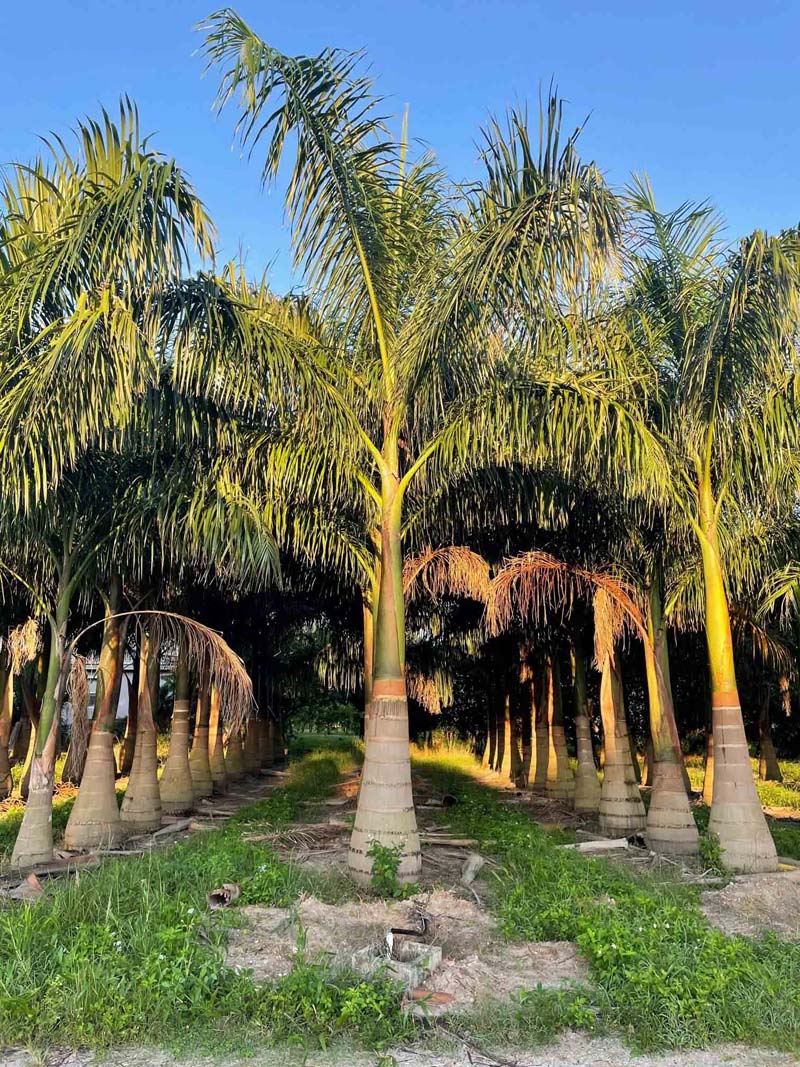 Premium Field Grown Palm Trees - Smart Choice Cuban or Florida Royal Palm