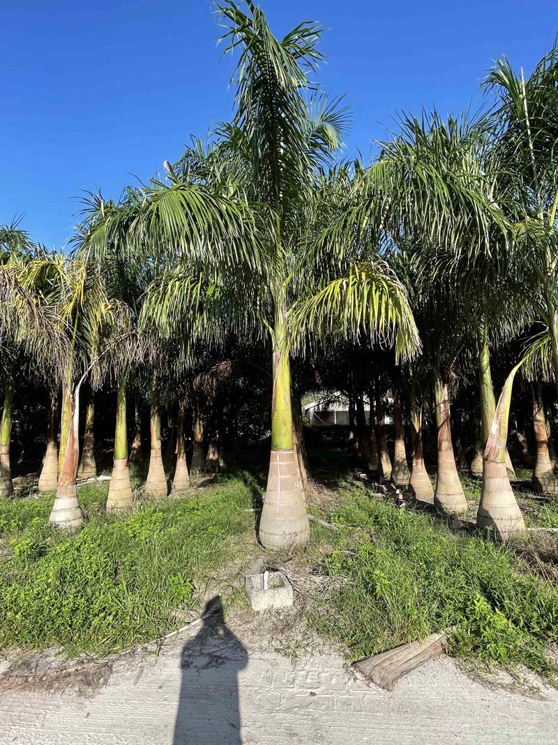 Premium Field Grown Palm Trees - Smart Choice Cuban or Florida Royal Palm