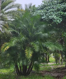 Premium Field Grown Palm Trees - Smart Choice Roebelini (Pygmy Date) Palm